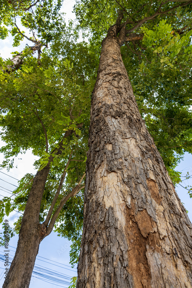 Fototapeta premium A low-level ant-eye view, looking through the base of a large, towering tree.