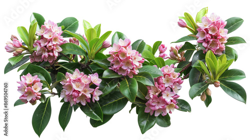 Bush of Daphne  ,Flower bush shrub tree plant isolated tropical jungle plant  on white background.