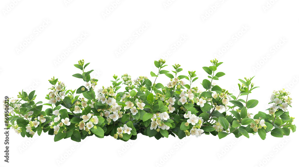Obraz premium Bush of Snowberry ,Flower bush shrub tree plant isolated tropical jungle plant on white background