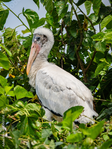 baby american wood stork standing up in the nest 