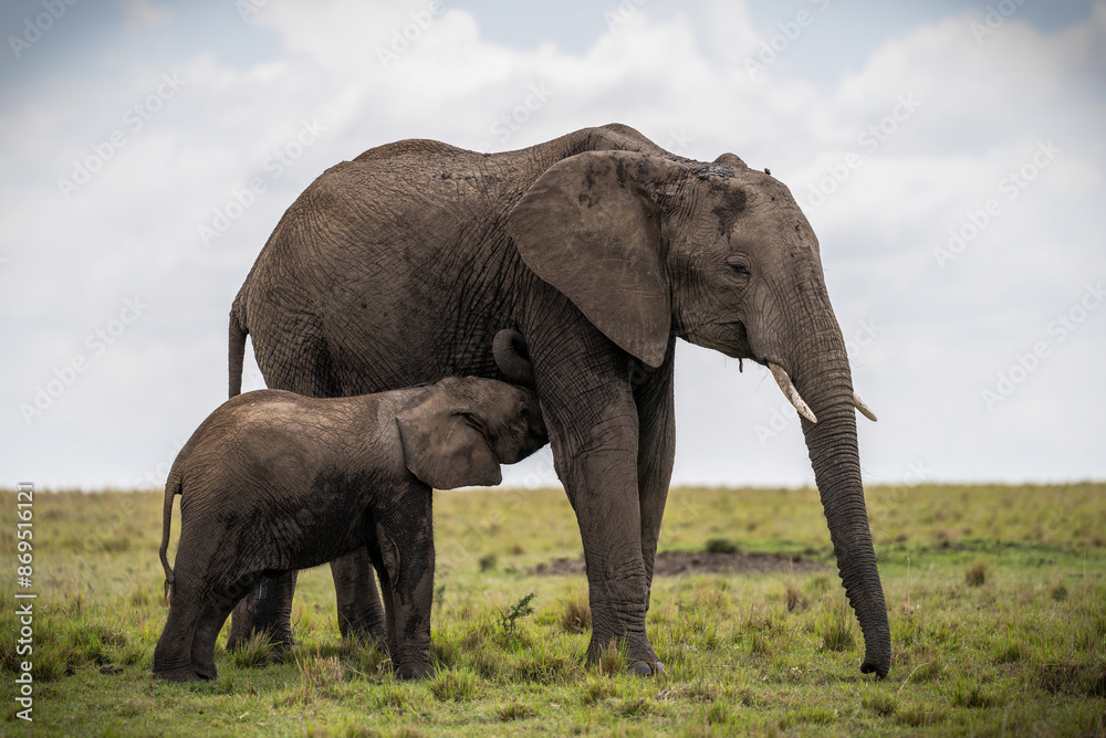 Here is one example of many animals I photographed in Kenya. This photo was specifically taken in the Masai Mara. Here is one example of many animals I photographed in Kenya. This photo was specifically taken in the Masai Mara.