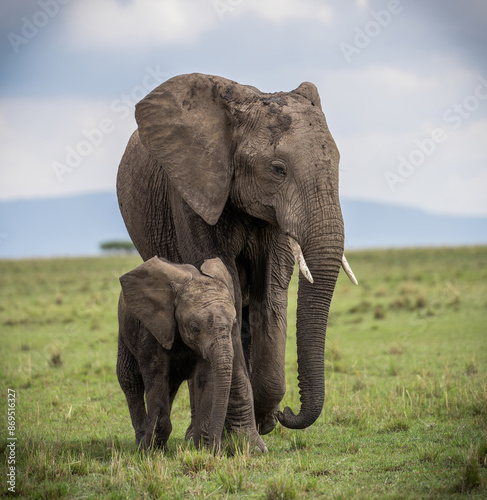 Canvas Print Here is one example of many animals I photographed in Kenya