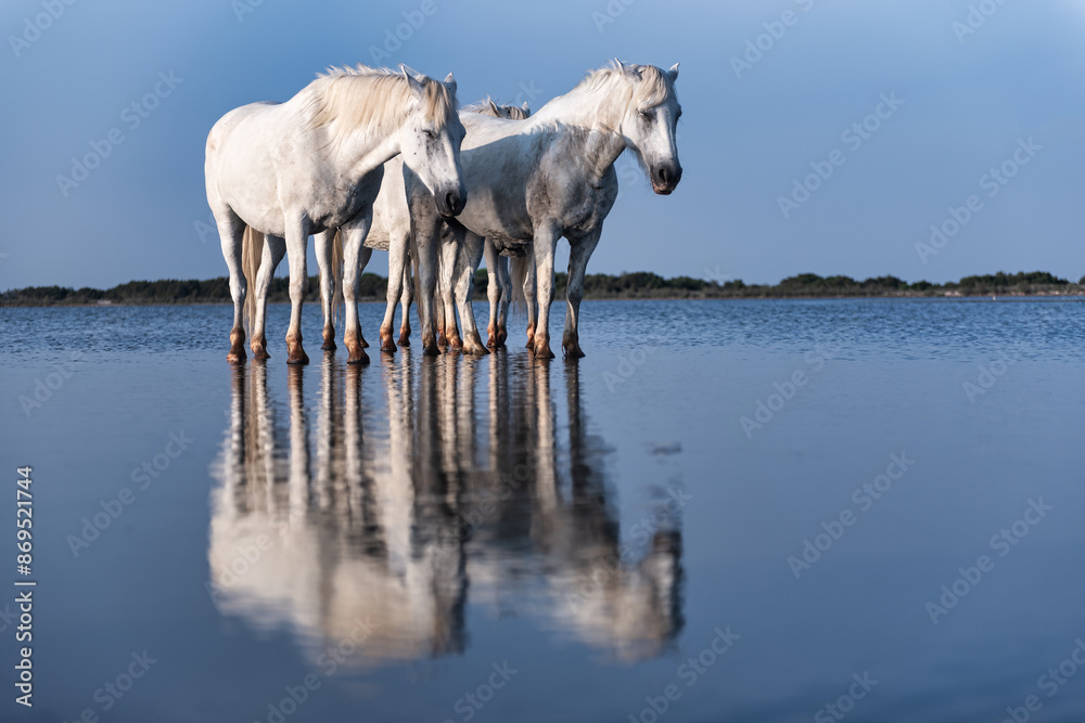 Obraz premium Cheval de Camargue et la mer