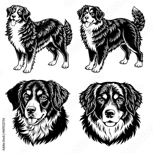 bernese mountain dog pet portrait full body stencil line art vevtor illustration, isolated on transparent background