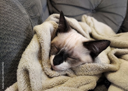 Lovely mixed breed cat sleeping on a sofa