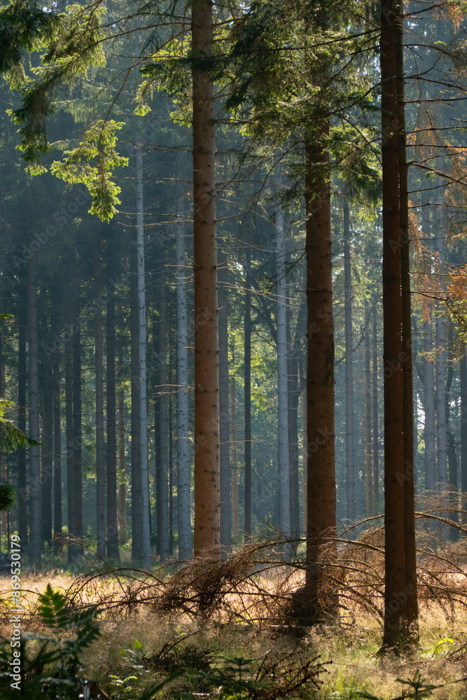 Naklejka premium Tall slender trunks of spruce on a clearing area in the forest in early morning light