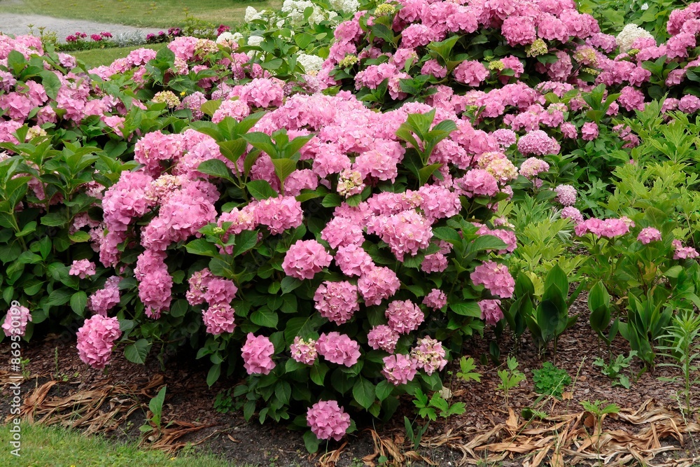 big,round inflorescences of blooming pink and white hydrangea in park big,round inflorescences of blooming pink and white hydrangea in park