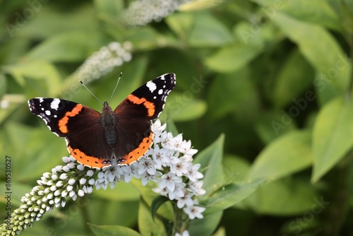 butterfly Vanessa atalanta and white flowers of Lysimachia clethroides.