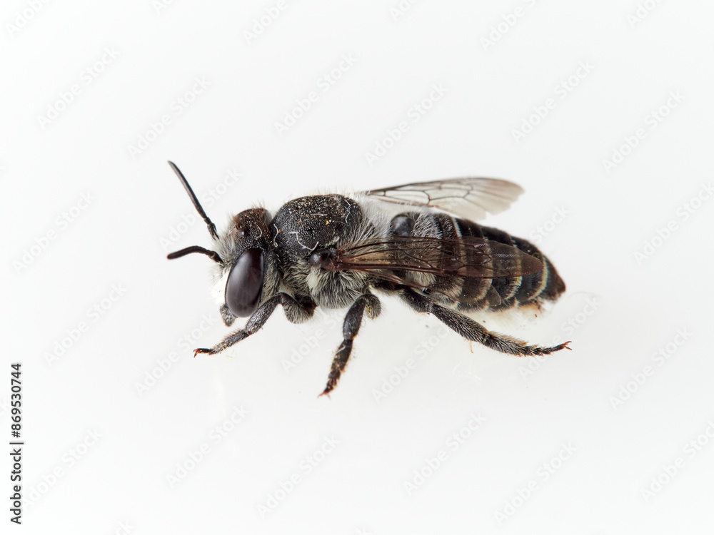 Leaf Cutter Bees on a white background. Genus Megachile Leaf Cutter Bees on a white background. Genus Megachile