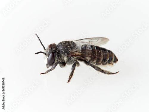 Leaf Cutter Bees on a white background. Genus Megachile