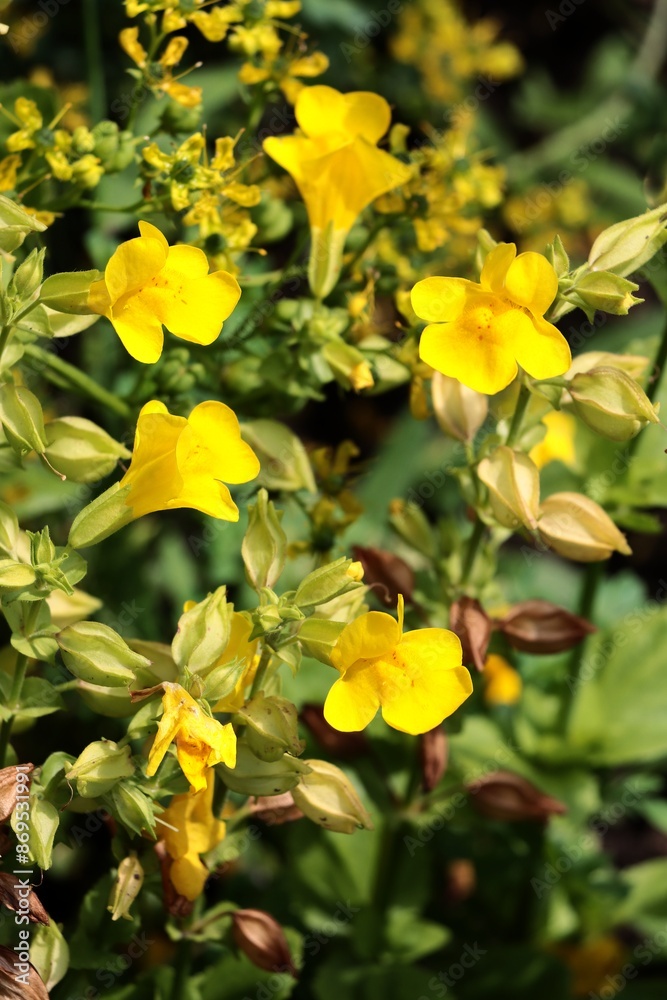 yellow flowers of Mimulus Naiandinus - plant,Phrymaceae Family close up yellow flowers of Mimulus Naiandinus - plant,Phrymaceae Family close up