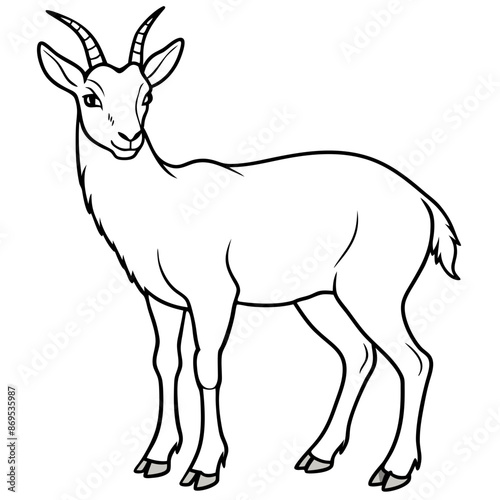 Chamois vector illustration