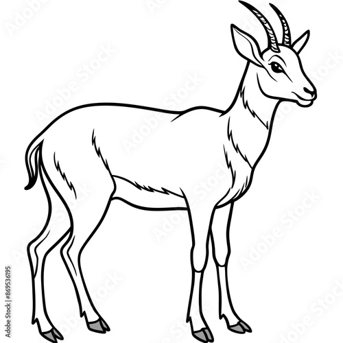 Chamois vector illustration