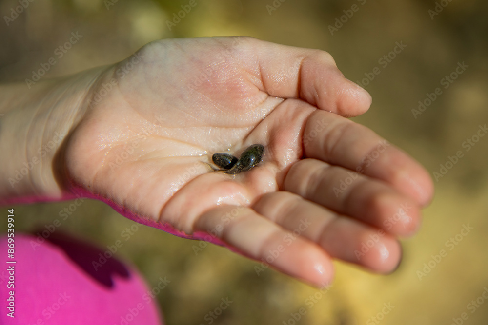 Obraz premium A little girl holds in her hands two small toad tadpoles caught in a mountain stream. you can see the head, eyes and tail; her legs are not yet formed.