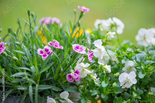 closeup up on beautiful pink flowers of carnation and white viola blooming  i...