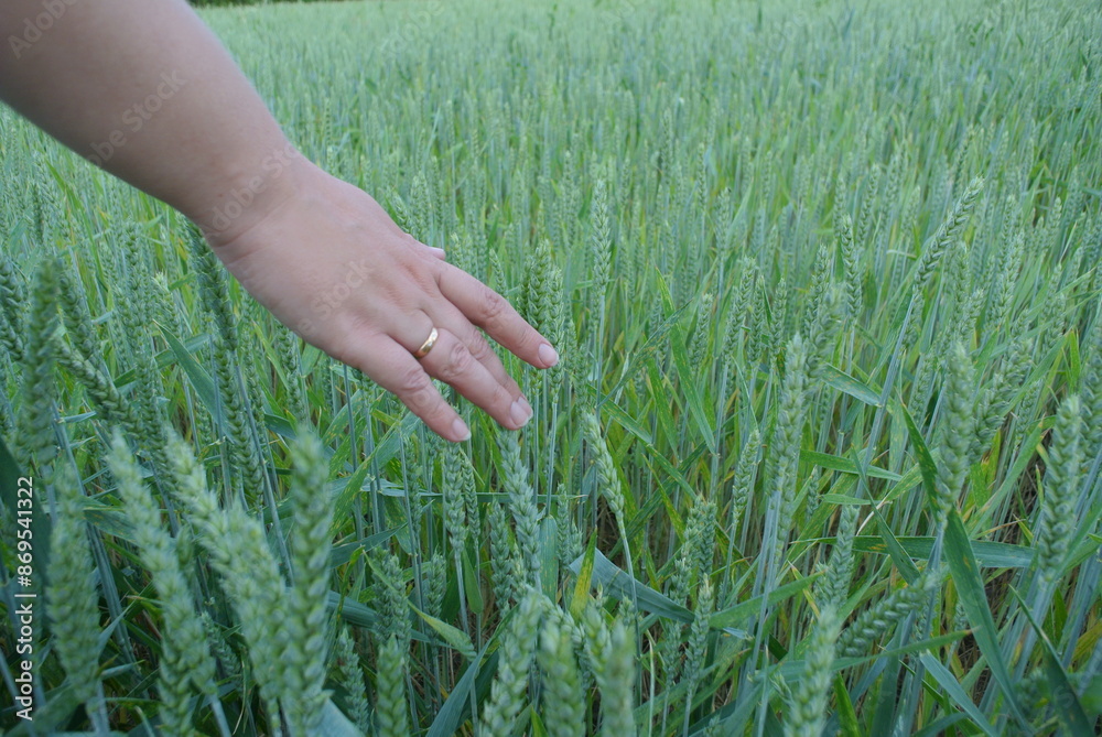 The girl touches the young green wheat with her hand. Natural background. The girl touches the young green wheat with her hand. Natural background.