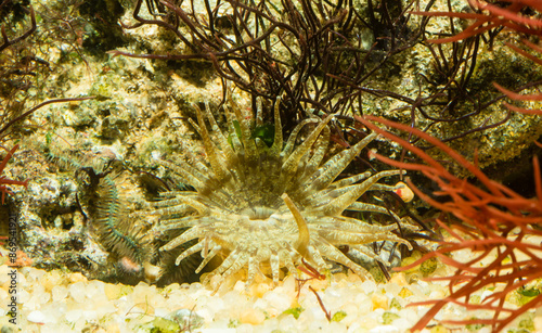 Fotografía Anémone à points rouges fixée sur une pierre à la limite du sable
