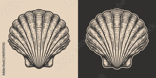Vintage retro engraving woodcut style sketch draw paint of nautical marine seashell underwater creature illustration