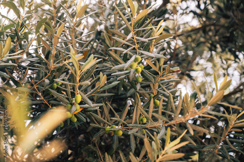 Green olives growing in oli...