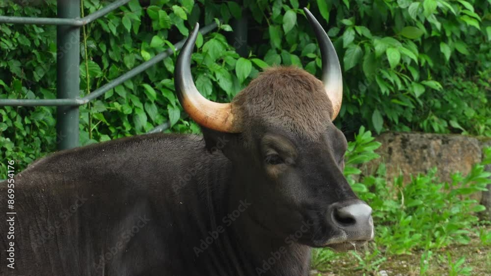 Close up head of wild bull Gaur looking at the camera. Wild bull Gaur resting in nature. Bull and bison family
