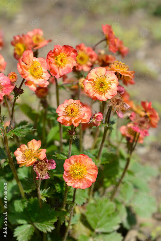 Avens Mango Lassi flowers Avens Mango Lassi flowers