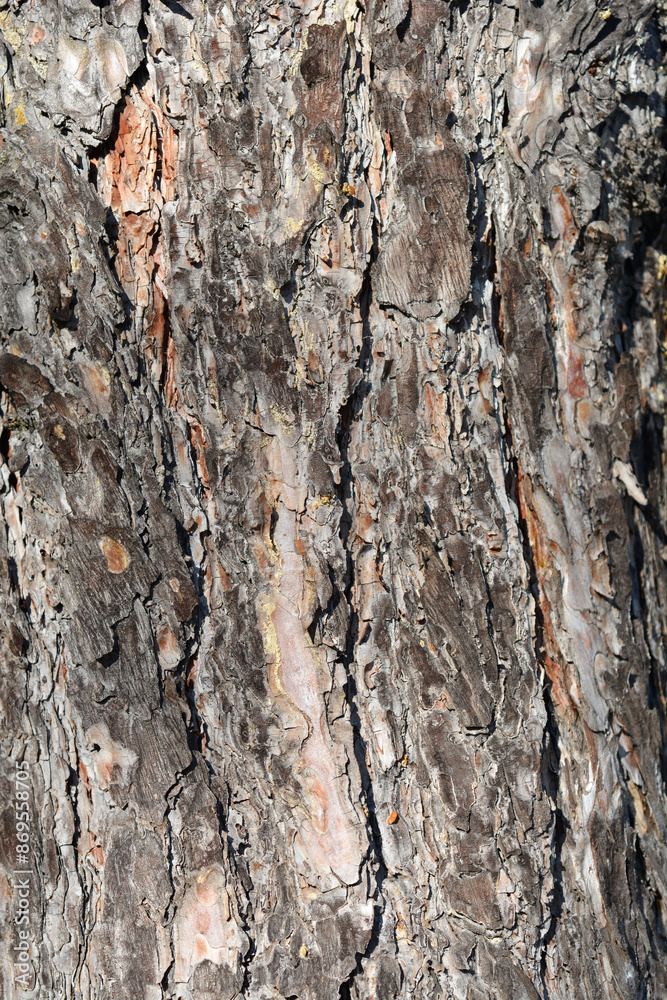 Black pine bark detail Black pine bark detail