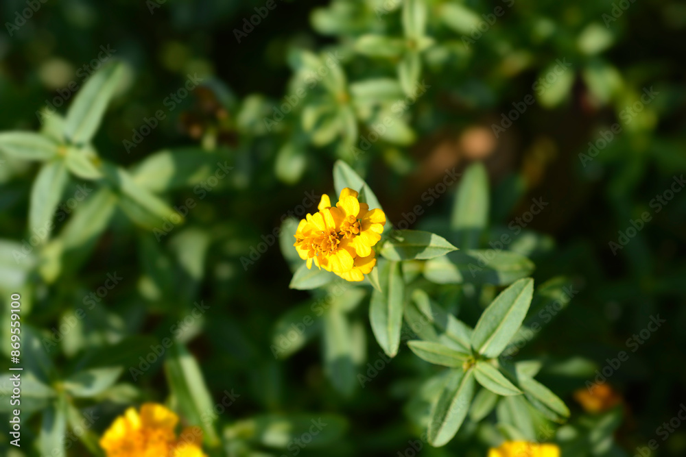 Mexican marigold flower Mexican marigold flower