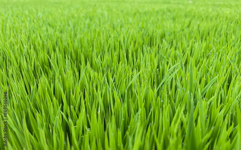 Green rice seedlings growing in a tray because Green rice seedlings growing in a tray because