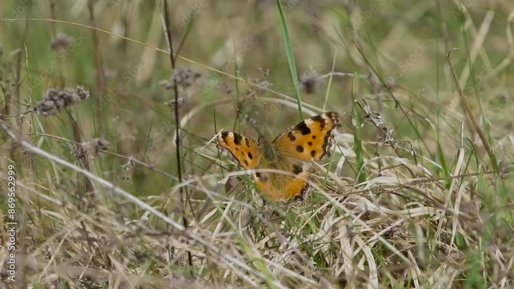 Slow Motion of Large Tortoiseshell Butterfly Resting Slow Motion of Large Tortoiseshell Butterfly Resting
