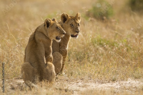 Lionesses sitting on a field covered with grass in the middle of the jungle