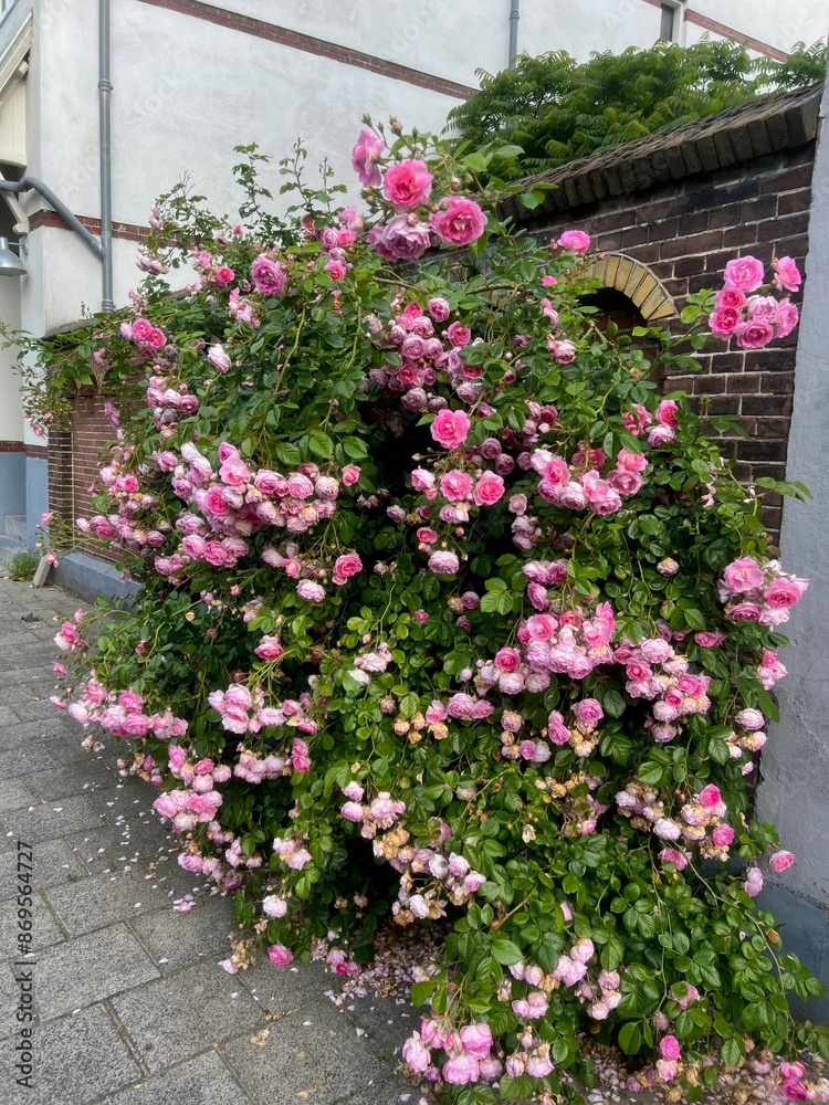 Bush with beautiful pink roses blooming on city street Bush with beautiful pink roses blooming on city street