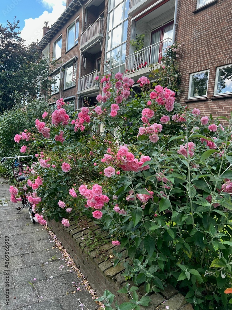 Beautiful blooming pink roses and bicycle near building Beautiful blooming pink roses and bicycle near building