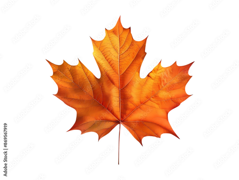 Single Orange Maple Leaf Illustration Single Orange Maple Leaf Illustration