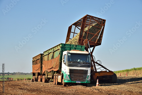 Obraz na plátně Transporte de cana de açúcar no campo