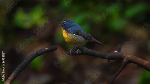 male snowy-browed flycatcher ficedula hyperythra catching moth with its beak to feed the chicks, with natural bokeh background