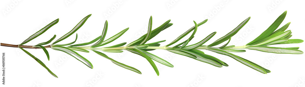 Rosemary Sprig Illustration - Green Herb Branch with White Underside Rosemary Sprig Illustration - Green Herb Branch with White Underside