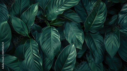 leaves of Spathiphyllum cannifolium in the garden, abstract green texture, nature dark tone background, tropical leaf