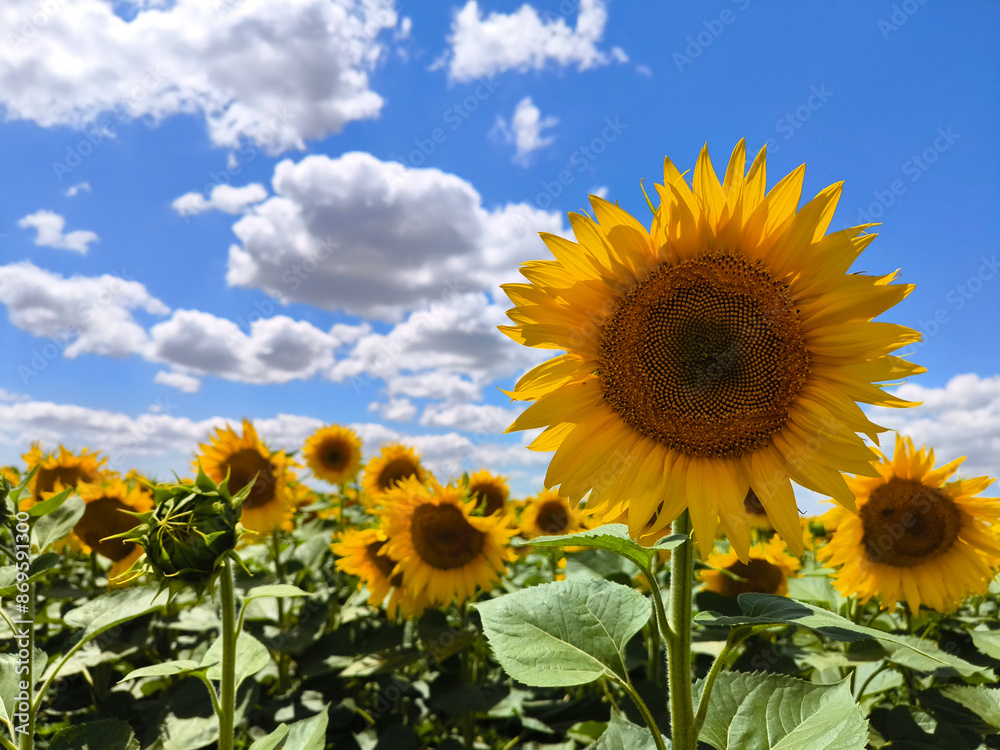 Sunflower closeup in sunflower field with blue sky Sunflower closeup in sunflower field with blue sky