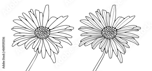 Contour of chamomile or calendula on a white background.