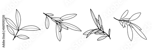 Contour of olive branches on a white background.