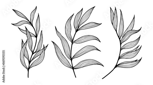 Hand drawn botanical illustration with branches and leaves. Contour of branches on a white background.