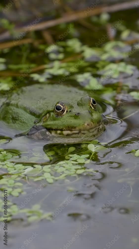 Vertical Video of a Male Marsh Frog Bellowing in Slow Motion Vertical Video of a Male Marsh Frog Bellowing in Slow Motion