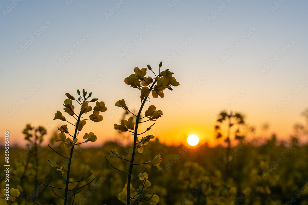 Close up of rape flowers against the background of sunrise in the field. Beautiful background. Summer landscape. High quality photo