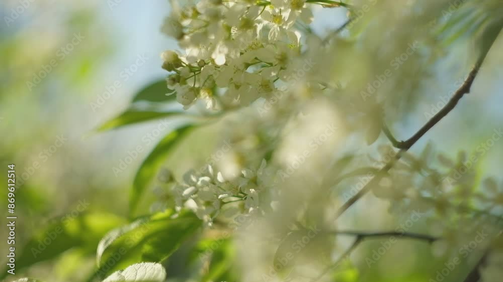 Spring cherry branches with delicate white flowers on light blurred nature background. Hello Spring. Beautiful springtime coming concept. Wild flowers swaying in wind. Copy space, isolated, close-up
Spring cherry branches with delicate white flowers on light blurred nature background. Hello Spring. Beautiful springtime coming concept. Wild flowers swaying in wind. Copy space, isolated, close-up