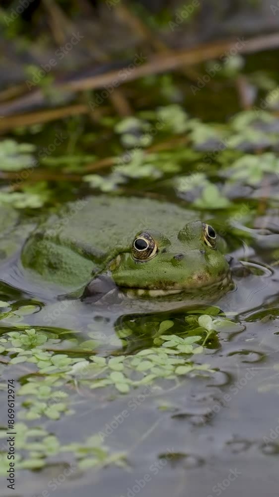 Vertical Video of a Male Marsh Frog Bellowing in Slow Motion Vertical Video of a Male Marsh Frog Bellowing in Slow Motion