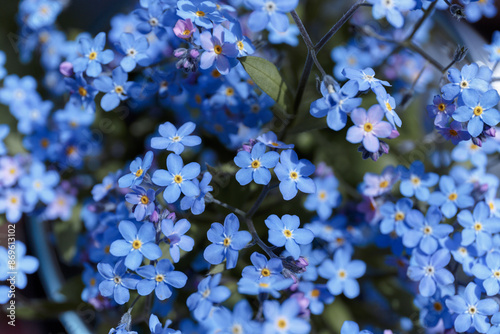 Forget-me-nots, Myosotis sylvatica, Myosotis scorpioides. Spring blossom background. Blue little forget me not flowers. Blooming Myosotis wildflowers with blue petals on a summer day close-up photo photo