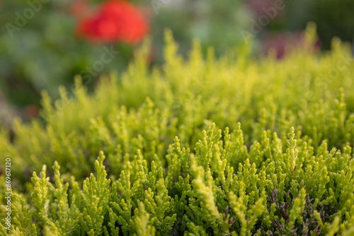 pine bush leaves