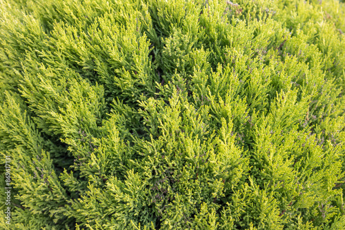 green pine leaves background