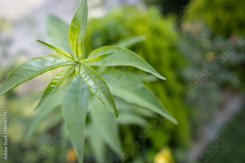 close up of plant