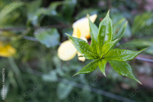 leaves
